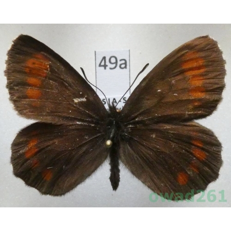 Erebia ligea uralensis (Sheljuzhko, 1925) Russia, Ural49a